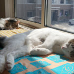 (日本語) 【野良歴の功】