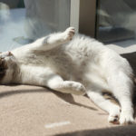 (日本語) 【猫を見れば季節がわかる】