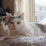 (日本語) 【既視感】