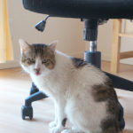 (日本語) 【実録 お魚くわえたドラ猫】