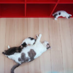 (日本語) 【お客様たちの温かさが身にしみる】