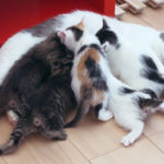 (日本語) 【猫の毛を取る方法】