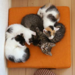 (日本語) 【猫でわかった自分のこと】