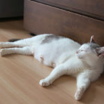 (日本語) 【猫から学ぶ女らしさ】