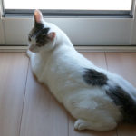 (日本語) 【9月の予定】