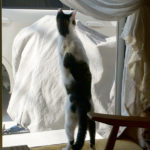 (日本語) 【ブログ10年目】