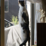 (日本語) 【ニクオ脱走する】