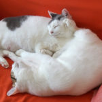 (日本語) 【ソファは猫のものである】