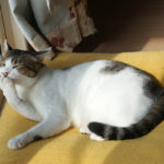 (日本語) 【クリームパンにくお】