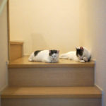 (日本語) 【猫の縦関係】