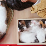 (日本語) 【猫とお昼寝】