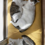 (日本語) 【今年のクリスマス通販について】