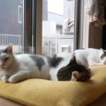 (日本語) 【3名最強説】