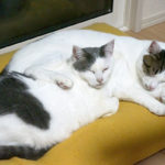 (日本語) 【満足度を上げる作戦】