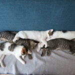 (日本語) 【猫たちの熱中症対策】