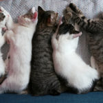 (日本語) 【會田家に新メンバーが加入しました】