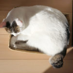 (日本語) 【猫カースト】