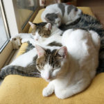 (日本語) 【クレイジーな人】