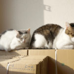 【半年だけ都民になります】