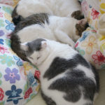 (日本語) 【姉さんと呼ばれる】