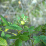 (日本語) 【カナダその7 ガリアーノ島住民ならではの楽しみ方】