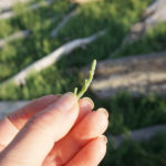 (日本語) 【カナダその5 シーアスパラガスとはなんぞや】