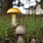 【梅雨の公園】