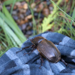 【カブトムシをつける】