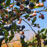 【神奈川でブルーベリー狩り】