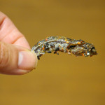 【小魚おやつ】