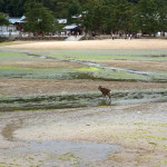 【広島の旅 その2宮島の生き物】