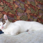 (日本語) 【11月分通販告知は明日します】