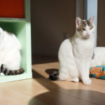 (日本語) 【Tsucuriteの2017年と、これからについて】