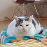 (日本語) 【12月を振り返って】