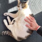 【どんな役割を担えるのか】