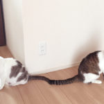 (日本語) 【去勢後の男気あふれる彼】