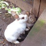 【極寒に耐えられる靴下】