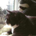 (日本語) 【明日の鬼子母神手創り市は雨天予報のためキャンセルいたします】