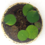 (日本語) 【17日(土)新丸子の路地裏マルシェのお菓子】