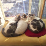 【店舗は10日からの営業となります】