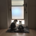 (日本語) 【12月の予定】