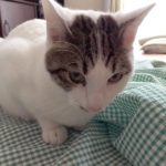 (日本語) 【クリスマス缶のラッピング】