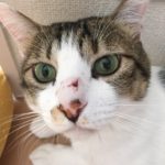 (日本語) 【猫はかすがい】