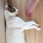 (日本語) 【肉球タッチ】