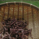 お天気のいい日