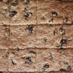 ごまレーズンクッキー