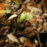 【おヒゲクッキー】