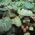 【キウイと予告】